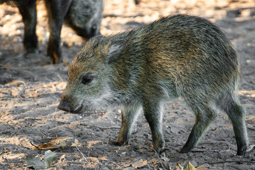 wild boar in the forest