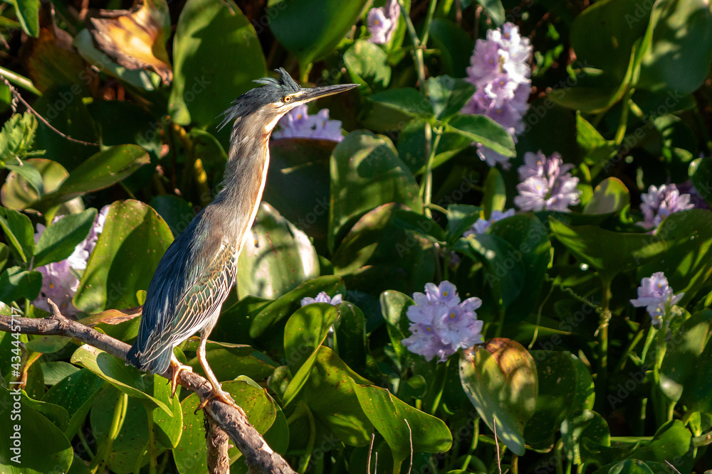 Sticker blue heron on a branch