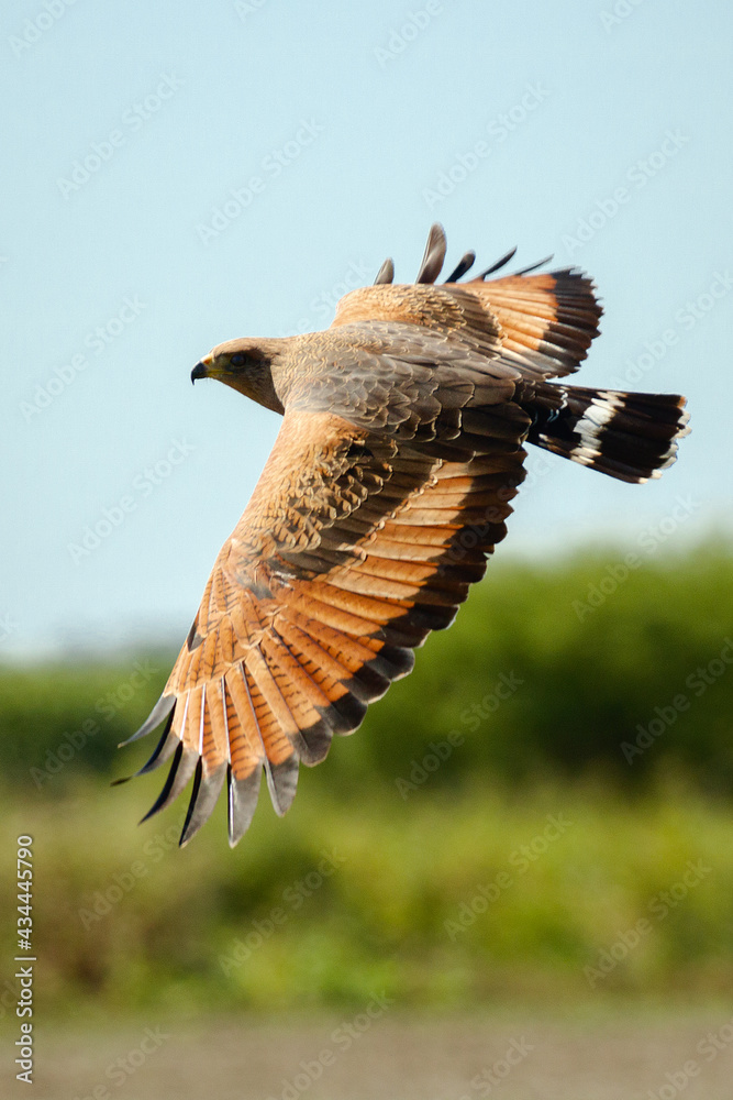 Poster red tailed hawk