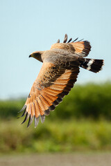 red tailed hawk