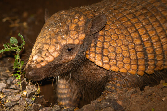 Armadillo