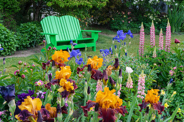 Iris and lupine flowers and a bright green adirondack style  bench in a graden in salem, Oregon