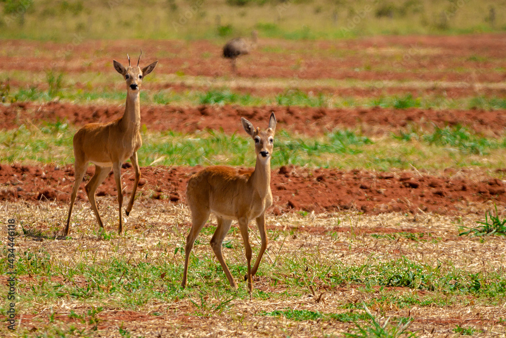 Sticker deer in the cerrado savannah