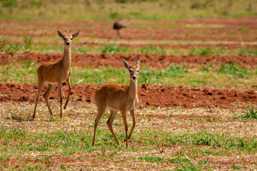 Naklejka na ściany i meble deer in the cerrado savannah