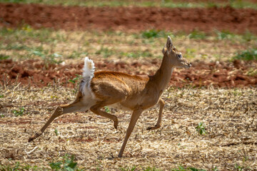 deer in the cerrado savannah