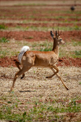 deer in the cerrado savannah