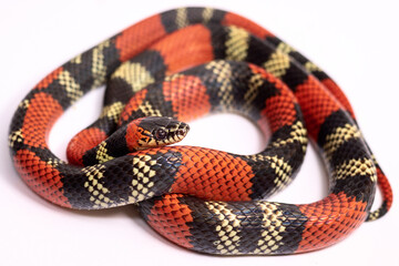 Naklejka premium a coral snake on white background