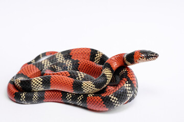a coral snake on white background