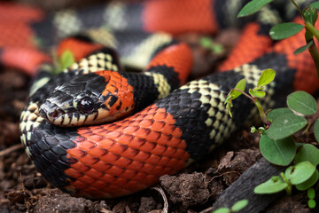 close up of a coral snake