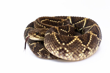 Obraz premium rattlesnake on whitebackground