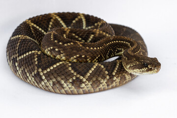 close up of a rattlesnake on whitebackground
