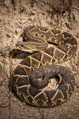 close up of a rattlesnake
