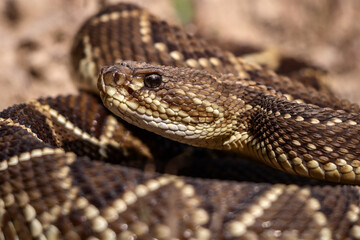 close up of a rattlesnake