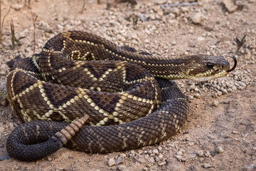 close up of a rattlesnake