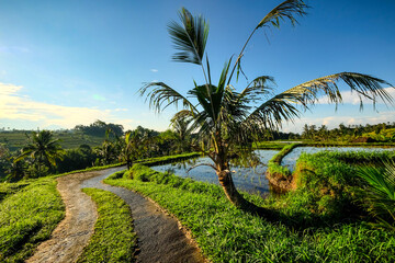 Path through the rice-fields of Jatiluwih, Bali