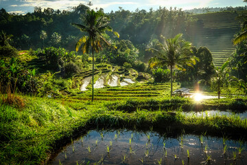 Fototapeta na wymiar rice fields of Jatiluwih, Bali in early morning light