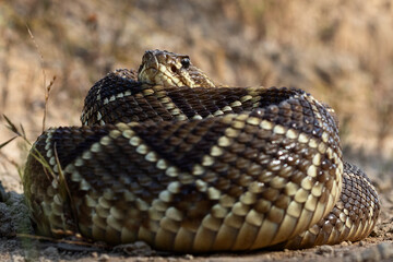 close up of a rattlesnake