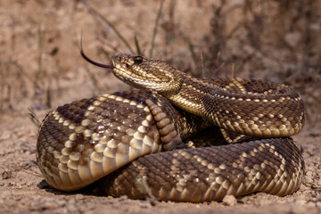 close up of a rattlesnake