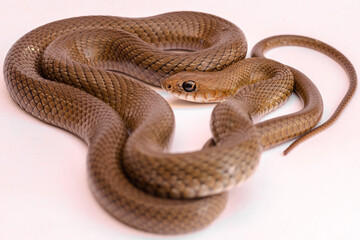 close up of a snake on white background