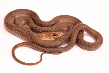 snake on white