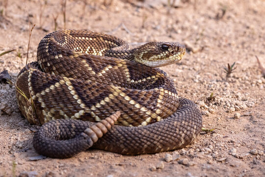 rattlesnake