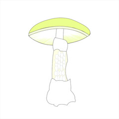 Reino fungi hongos venenosos amanita phalloides vector