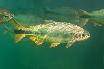 fish in the water