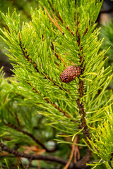 close up shot of a branch of a pine tree and a pine cone.