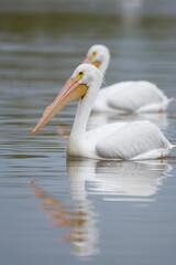 pelican on the water