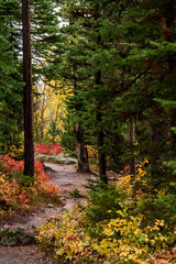 colorful autumn foliage on the trail paths near Jenny Lake in Grand Teton national PArk.