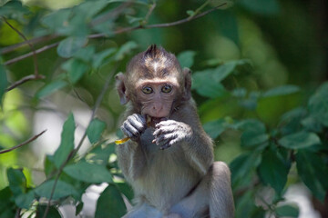 可愛いサル