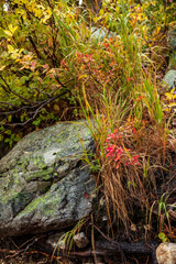 colorful autumn foliage on the trail paths near Jenny Lake in Grand Teton national PArk.