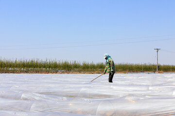 Farmers ventilate arch shed watermelons, North China Plain