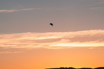 Fototapeta na wymiar Silhouette of a bird flying over the beach of Poetto and sunrise