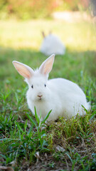 white hare bunny in the grass 