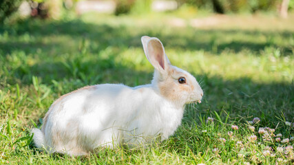 white hare bunny in the grass 