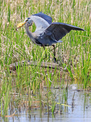 Great blue heron eating a fish into the swamp, Quebec, Canada