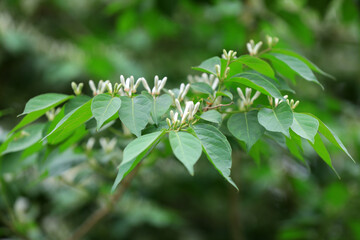 Medicinal plant honeysuckle in the park, North China
