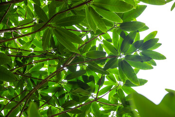 Rhododendron leaves from underneath