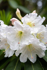 White Rhododendron flower blossom