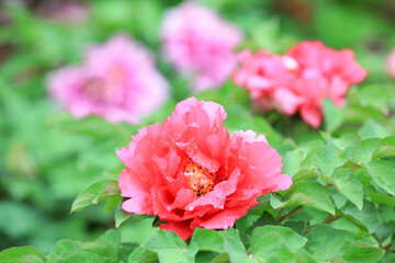 Beautiful Peony in the botanical garden, North China