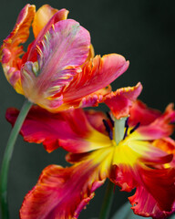 Close up red parrot tulip