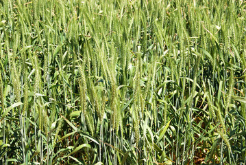 Wheat Growing on a Farm in Central NSW, Australia