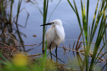 A young egret lives near a pond in the North China Plain