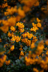 Blooming barberry shrub