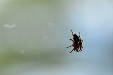 spiders web, spiderman, spider in the window