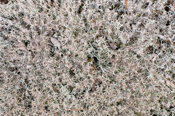 A patch of reindeer moss
