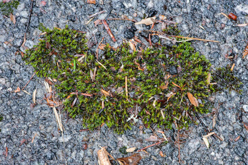 Andreaeopsida moss growing on an old asphalt road in the rain