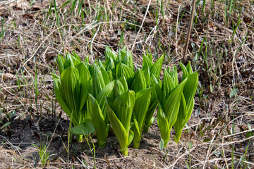 A  green false hellebore plant, Veratrum viride, growing in the Adirondack Mountains, NY USA, in early spring