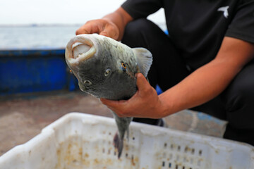 Workers are catching puffer fish on a farm， North China © zhang yongxin